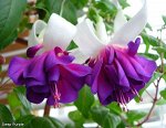 Фуксия Deep Purple