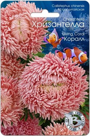 Астра китайская Хризантелла Коралл 30шт Биотехника