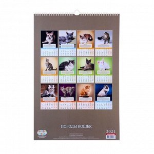 Календарь перекидной на ригеле "Породы кошек" 2021 год, 320х480 мм
