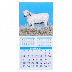 Календарь, перекидной, скрепка "Символ года. Вид 2" 2021 год, 22,5х22,5 см