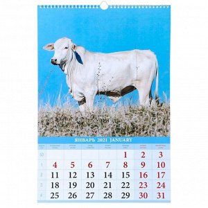 Календарь перекидной на ригеле "Год Белого Металлического Быка" 2021 год, 320х480 мм