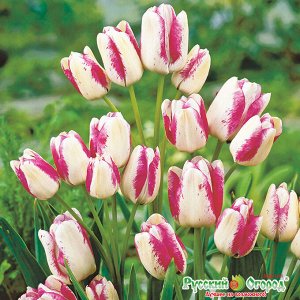 Тюльпан Юбилей НК 12/+ (1уп/5шт) Многоцветковый