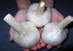 Чеснок (озимый) Рокамболь