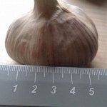 Чеснок озимый Богатырь