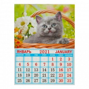 Календарь на магните, отрывной "Котята" 2021 год, 10х13 см