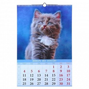 Календарь перекидной на ригеле "Котята" 2021 год, 320х480 мм