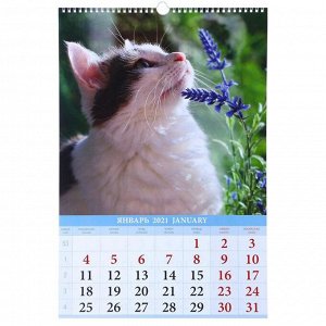 Календарь перекидной на ригеле "Кошки на даче" 2021 год, 320х480 мм