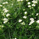 Сагина(мшанка) Moss Green