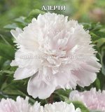 Пион Алерти