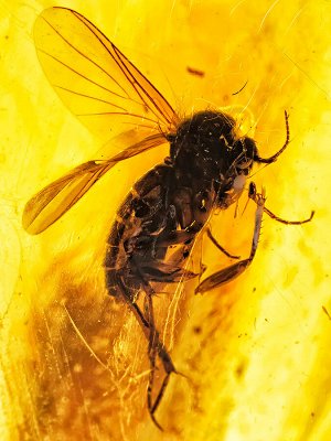Инклюзы доисторических насекомых в крупном кусочке янтаря, 001301171