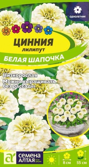 Цинния лилипут Белая Шапочка/Сем Алт/цп 0,2 гр.