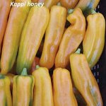 Перец Капли медовый оранжевый