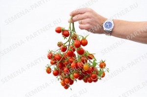 ПАРТНЕР Томат Монпансье (2-ной пак.) / Сорт томата