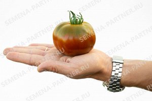ПАРТНЕР Томат Ниагус (2-ной пак.) / Сорт томата
