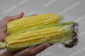 Семена Кукуруза сахарная Спирит F1 ^(3Г)