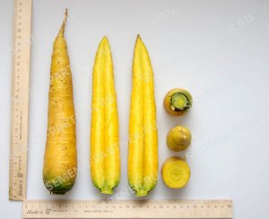 Семена Морковь столовая Еллоустоун ^(0,5Г)