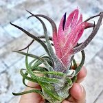 Tillandsia Pruinosa