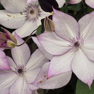 Клематис гибридный Утопия