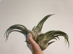 Tillandsia Seleriana реальное фото №1