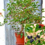 Шелковица карликовая Dwarf Mulberry