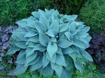 Хоста Canadian blue