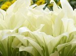 White feather
