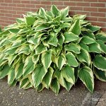 Хоста Hosta Antioch BR