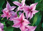 Клематис (Clematis Duchess Of Albany) класс А ОКС
