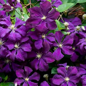 Клематис Etoile Violette