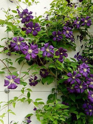 Клематис Etoile Violette