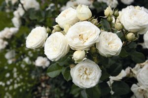 Роза кремровая вьющая