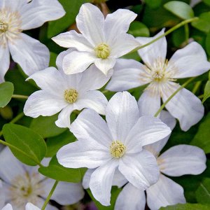 Клематис Huldine