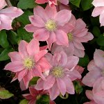 Клематис (Clematis Little Mermaid) класс А ОКС