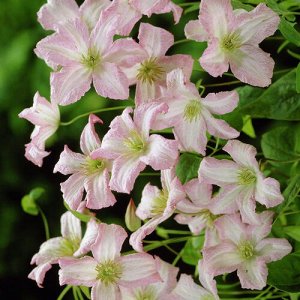 Клематис (Clematis Little Nell) класс А ОКС