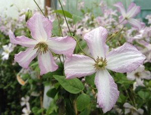Клематис (Clematis Little Nell) класс А ОКС