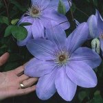 Клематис Mrs, Cholmondeley