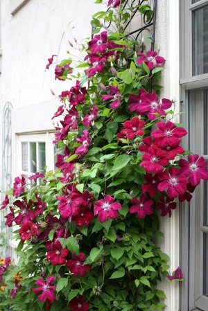 Клематис (Clematis Rouge Cardinal) класс А ОКС