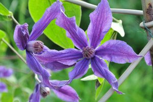 Клематис (Clematis Sizaia Ptitsa) класс A ОКС