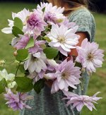 Клематис (Clematis Violet Elizabeth) класс А ОКС
