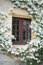 Клематис Wada&#039;s Primrose