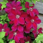 Клематис (Clematis Westerplatte) класс А ОКС