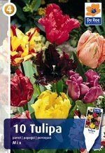 Tulip Parrot mixture