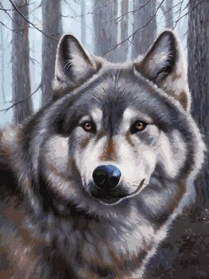 "Волк" живопись на холсте 30*40см