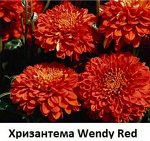 Хризантема Wendy Red