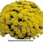 Хризантема Branarktis Yellow