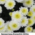 Хризантема Branarktis White