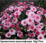 Хризантема мультифлора Gigi Pink