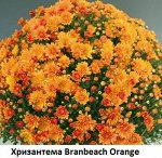 Хризантема Branbeach Orange