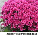 Хризантема Branbeach Lilac