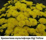 Хризантема мультифлора Gigi Yellow